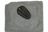 Calymene Niagarensis Trilobite Fossil - New York #357078-1